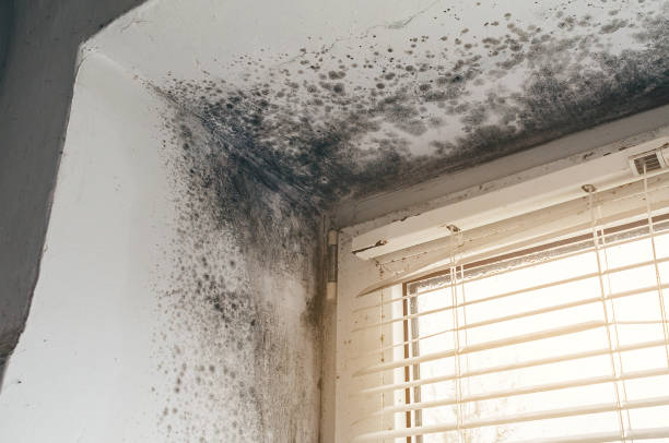 Affordable Black Mold Remediation solutions in Rossville, GA