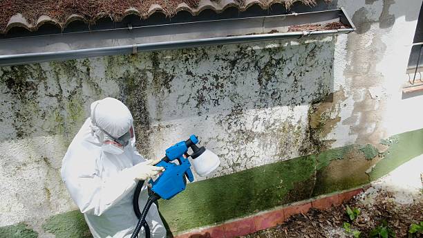 Top rated local Black Mold Remediation specialists in Rossville, GA